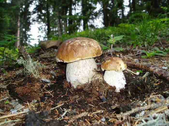  Image name: 249 Porcino.jpg 
 width: 700 pixel 
 height: 525 pixel 
 Size: 34792 bytes 
 Click to enlarge 